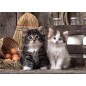 Clementoni Lovely Kittens 1000p palapeli